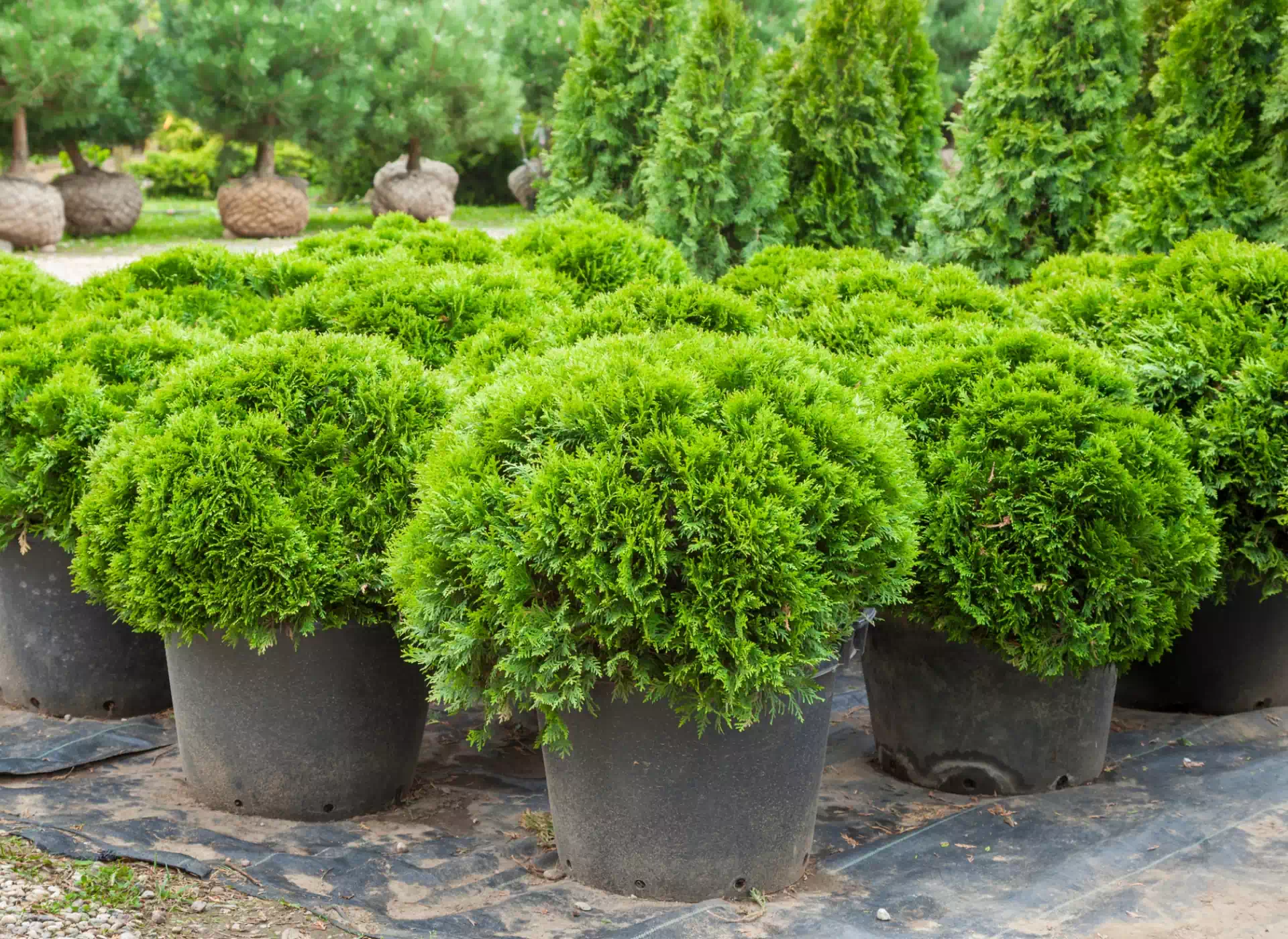 rośliny w&nbsp;donicach