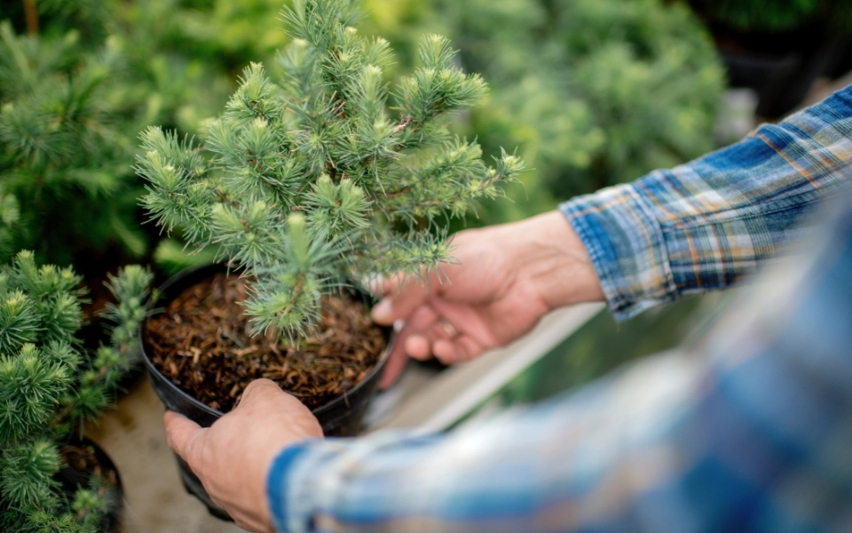 drzewko iglaste w doniczce